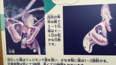 アヤミハビル館 沖縄県八重山郡与那国町字与那国 その他文化施設 Yahoo ロコ