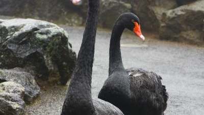 伊豆シャボテン動物公園 静岡県伊東市富戸 動物園 Yahoo ロコ