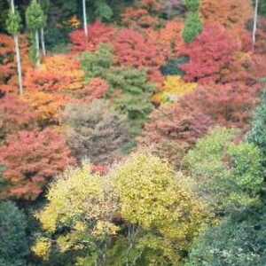 油山市民の森草スキー場 福岡県福岡市城南区大字東油山 その他のスポーツ施設 小規模 Yahoo ロコ