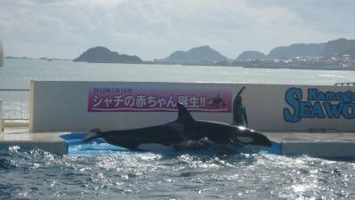 鴨川シーワールド 千葉県鴨川市東町 水族館 Yahoo ロコ