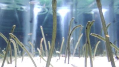 すみだ水族館 東京スカイツリータウン 東京都墨田区押上 水族館 Yahoo ロコ