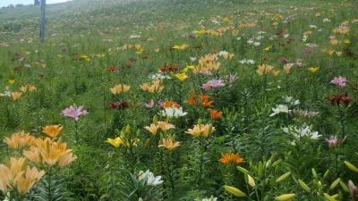 ダイナランドゆり園 岐阜県郡上市高鷲町西洞 Yahoo ロコ