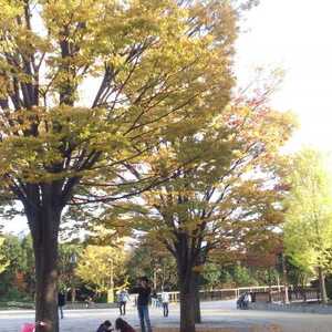 木場公園テニスコート 東京都江東区平野 テニスコート Yahoo ロコ