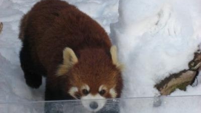 旭川市旭山動物園 北海道旭川市東旭川町倉沼 動物園 Yahoo ロコ