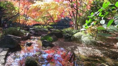 大田黒公園 東京都杉並区荻窪 紅葉 Yahoo ロコ