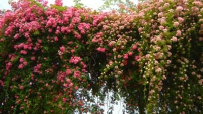 神奈川県立フラワーセンター大船植物園 神奈川県鎌倉市岡本 植物園 Yahoo ロコ