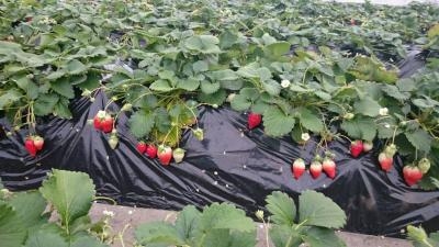 佐野観光農園 アグリタウン 栃木県佐野市植下町 農産物直売所 Yahoo ロコ