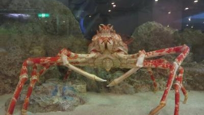 板橋区立熱帯環境植物館 東京都板橋区高島平 水族館 Yahoo ロコ