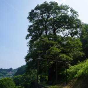 ひょうたん桜公園 高知県吾川郡仁淀川町桜 花の名所 Yahoo ロコ