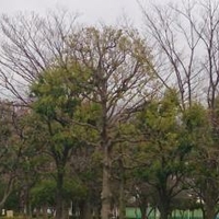 新小岩の公園一覧 8件 Yahoo ロコ