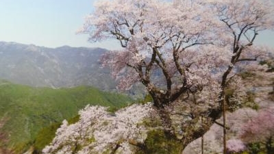 ひょうたん桜公園 高知県吾川郡仁淀川町桜 花の名所 Yahoo ロコ