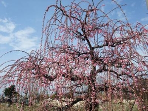 稲沢植木センター 愛知県稲沢市福島町 Yahoo ロコ