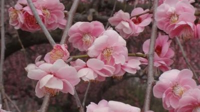 御津自然観察公園 世界の梅公園 兵庫県たつの市御津町岩見 Yahoo ロコ