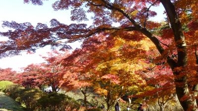 花と歴史の郷 蛇の鼻 福島県本宮市本宮 紅葉 Yahoo ロコ