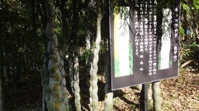 三ヶ所神社 宮崎県西臼杵郡五ヶ瀬町大字三ヶ所 花の名所 Yahoo ロコ