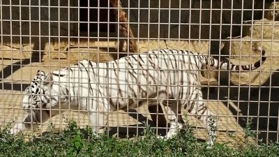 大牟田市動物園 福岡県大牟田市昭和町 動物園 Yahoo ロコ