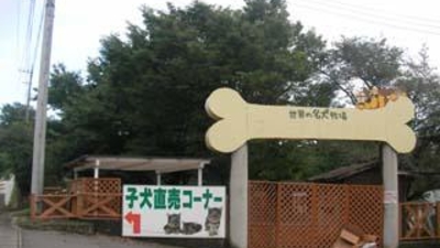 世界の名犬牧場 群馬県前橋市富士見町石井 公園 Yahoo ロコ