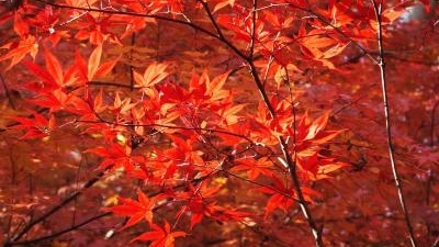 永源寺 茨城県久慈郡大子町大字大子 寺院 Yahoo ロコ