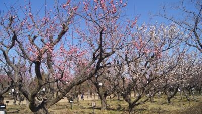 稲沢植木センター 愛知県稲沢市福島町 Yahoo ロコ