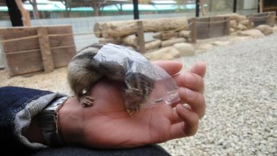 リスの森 飛騨山野草自然庭園 岐阜県高山市松倉町 Yahoo ロコ