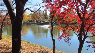 御伊勢塚公園 埼玉県川越市伊勢原町 近隣公園 Yahoo ロコ