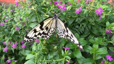 群馬県立ぐんま昆虫の森 群馬県桐生市新里町新川 公園 Yahoo ロコ