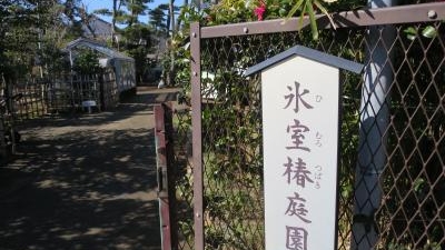 茅ヶ崎市役所 氷室椿庭園 神奈川県茅ヶ崎市東海岸南 Yahoo ロコ