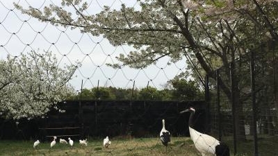 葛西臨海公園 鳥類園 東京都江戸川区臨海町 Yahoo ロコ