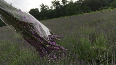 千年の苑ラベンダー園 埼玉県比企郡嵐山町大字鎌形 Yahoo ロコ