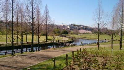 打上川治水緑地 大阪府寝屋川市太秦桜が丘 都市緑地 緑道 Yahoo ロコ