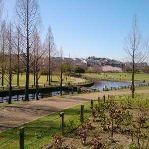 打上川治水緑地 大阪府寝屋川市太秦桜が丘 都市緑地 緑道 Yahoo ロコ