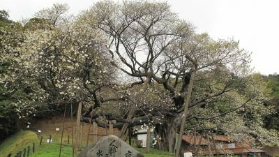 三隅大平桜 島根県浜田市三隅町矢原 Yahoo ロコ