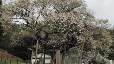 三隅大平桜 島根県浜田市三隅町矢原 Yahoo ロコ