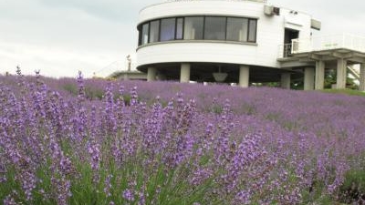 日の出公園ラベンダー園 北海道空知郡上富良野町細野農場 Yahoo ロコ