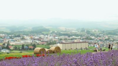 日の出公園ラベンダー園 北海道空知郡上富良野町細野農場 Yahoo ロコ