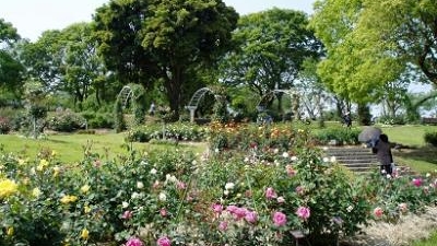 かのやばら園 鹿児島県鹿屋市横山町 植物園 Yahoo ロコ