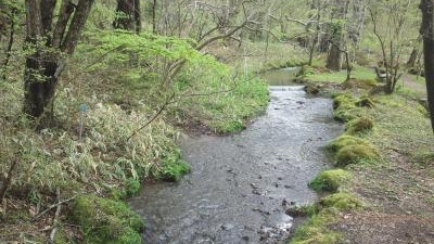 東京大学大学院理学系研究科附属植物園日光分園 栃木県日光市花石町 植物園 Yahoo ロコ