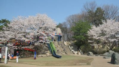 八幡山公園 栃木県宇都宮市東戸祭 花の名所 Yahoo ロコ