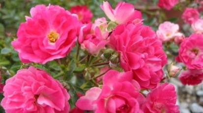 Rskバラ園 岡山県岡山市北区撫川 植物園 Yahoo ロコ