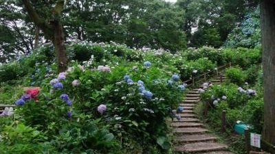 護摩堂山あじさい園 新潟県南蒲原郡田上町大字田上 花の名所 Yahoo ロコ