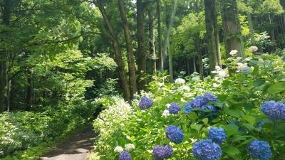 みちのくあじさい園 岩手県一関市舞川 園芸関連 Yahoo ロコ