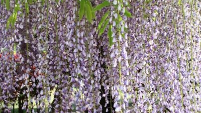 白井大町藤公園 兵庫県朝来市和田山町白井 Yahoo ロコ