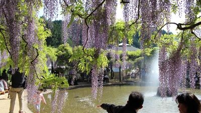 白井大町藤公園 兵庫県朝来市和田山町白井 Yahoo ロコ