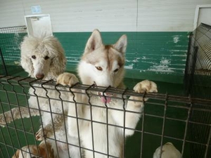 口コミ 世界の名犬牧場 群馬県前橋市富士見町石井 公園 Yahoo ロコ