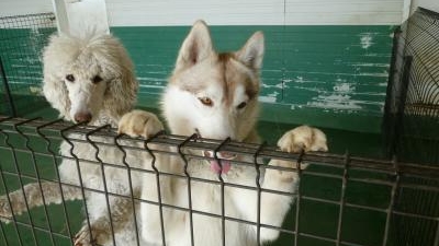 世界の名犬牧場 群馬県前橋市富士見町石井 公園 Yahoo ロコ