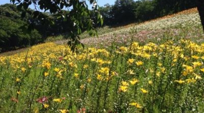 可睡ゆりの園 静岡県袋井市久能 そば 蕎麦 天ぷら Yahoo ロコ