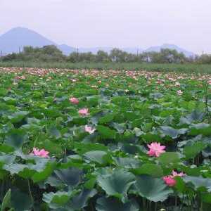 草津市立水生植物公園みずの森 滋賀県草津市下物町 植物園 Yahoo ロコ