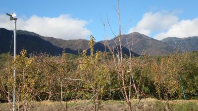 細江のりんご狩り観光農園 長野県下伊那郡松川町大島 Yahoo ロコ