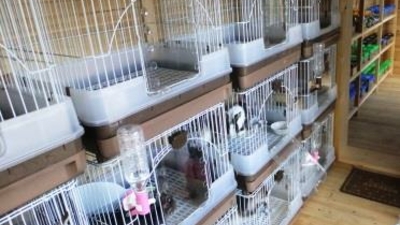 Pet Shop Ricky 岩手県滝沢市牧野林 ペットシッター Yahoo ロコ