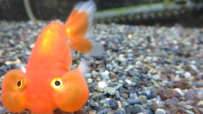 吉田観賞魚 京王百貨店新宿店 東京都新宿区西新宿 錦鯉業者 Yahoo ロコ